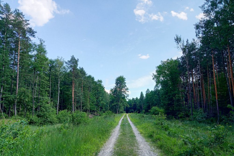 Lasy społeczne nowym miejscem wypoczynku dla mieszkańców miast